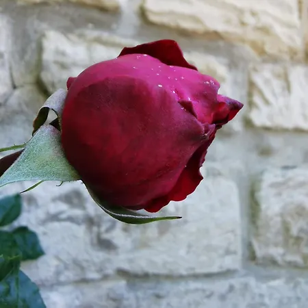 Le Chalet Des Roses - Sur Oise * Auvers-sur-Oise